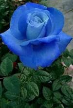 Cloud Farm Hybrid Blue Rose Rose Plant - 200 mm CF800171