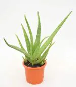 Aloe Vera Medicinal Plant Ayurvedic Aloe barbadensis miller by India Gardening