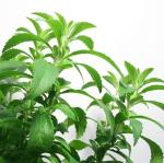 JIGNISHA SEEDS Stevia Herb Seeds Per Pack 50 Seeds