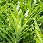 Kapebonavista Biriyani Plant Screw Pine Annapurna Annapoorna Bai Toey Pandan Rambha Basmati Plant Pandanus Amaryllifolius Living Plant in Poly Bag