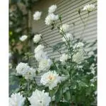 Cloud Farm Rare Grafted English Rose Plant Glamis Castle Creamy White Color Double Rose 1 Healthy Plant CF_627