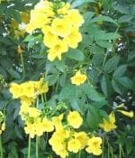 Plantzoin Tecoma stans Piliya Costus spectabilis Tecoma Live Plant