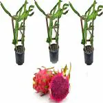 Cloud Farm Dragon Fruit Combo Pack of All Three- 3 Varieties-Pink Skin with Pink Flesh. Hybrid Rooted Dragon Saplings.[Pack of 3]
