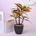 Floweraura Decorative Artificial Croton Indoor Plant With Black Ceramic Pot Vase For Living Room, Bedroom, Table Corner, Balcony, Office/Home Decoration And Gifts For Friends, Relatives, Neighbours & Colleagues