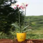 YoursPlants Phalaenopsis Orchids in Decorative Designer Pot - Stunning Indoor Plant