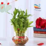 SMZ Brandlines green two layer lucky bamboo plant with glass pot and color jelly balls 22 cm