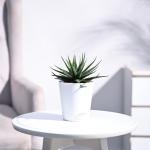 UGAOO Zebra Haworthia Succulent Live Plant with Pot