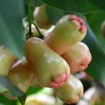 Cloud Farm Hybrid Java Rose Apple Red and White Jamun Plant - 200 mm CF2158