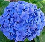 Cloud Farm Hybrid Blue Hydrangea Plant - 200 mm CF_O487