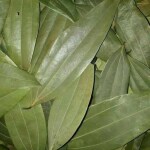 Herbanuts Tej Patta - Bay Leaves Whole - Dried Bay Leaves Spices - Tez Patta - Fresh Bay Leaf 250gms