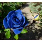 Cloud Farm Blue rose plant original,plant for original blue rose (Pack of 1),CF_R42