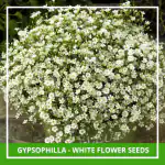 Farmgokart 200 Seed Pack Of GYPSOPHILA - WHITE Flower Seeds