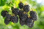 Online Plant Bazar Black Hybrid Sweet Berry Fruit Dwarf Variety Live Plan-B1