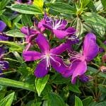 Online Plant Bazar Purple Tibouchina-Urvilleana-Begum-Bahar-Flower Live Plant-T1