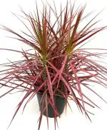 Online Plant Bazar Multicolor Dracaena Marginata Colorama Live Plant