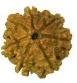 Feeltouchmart Brown Wood 7 Mukhi Rudraksha Beads Hgj00-1001-2318