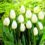 PARYAVARAAN Tulip White Flower Bulbs For Home Gardening pack of 1 bulbs