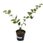 Indian Gardens - Say Green, Stay Grow Green Jasmine Gundu Malli Layer Live Plant With Pot 4 Inch