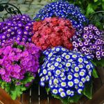 XOLDA Hybrid Dragon fruit Seed (65 per packet)