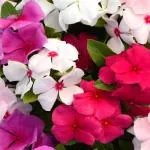 Flora Seeds Vinca Mixed Flower Seeds For Home & Gardening