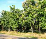 Green World Drought Tolerant Sagwan Tree 5 g Seed