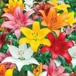 Plantogallery Green Lilium Flower Bulb (Pack Of 10) (Multicolour) | Outdoor Decor| Lawn and Garden| Garden| | Home Accessory| Home Decors| Lawn Accessory| Garending Accessory| Lilium Flower Bulb|