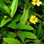 ADITYA GREEN PLANTS AGP Yellow and Green Bhringraj Daisy Flower Medicinal Live Plant