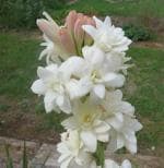 Tuberose/Rajnigandha Fragrant Flower Seeds Fresh Quality- Pack of 10 Bulbs