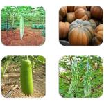 CooPany Combo Best Collection of 4 Variety Climbing Vegetable Seeds Pack Each 5 Seeds (Pumpkin, Long Bitter Gourd, Snake Gourd, Bottle Gourd)