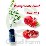 Cloud Farm Afghan Dwarf Variety Pomegranate Plant, Pack Of 4,SCF_244