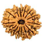 Feel Touch Mart 14 Mukhi Natural Fourteen Face Nepal Rudraksha Silver Pendant Rudraksha Original Certified Oval Bead Real Rudraksha for Pooja Wearing Jaap