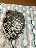 BAKA Abalone Shell For Home Decorations