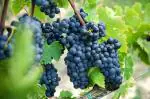 ONLINE PLANT BAZAR BLACK GRAPES PLANT(PACK OF-1)