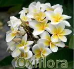 Oxiflora Real Live White Champa Flower Plant Indoor Outdoor Live Plumeria Champa Plant With Black Plastic Pot