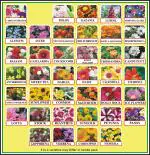 Greenery Hub 40 Varieties of Flower Seeds Combo with Instruction Manual (40 Per Packet)