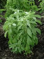 Green World Stevia Rebaudiana 10 g Seed