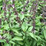 Plantzoin Thai basil Marva Ocimum basilicum var. thyrsiflora Durlabha Live Plant