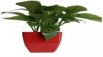 Platone Money Plant Money Plant Red Without Pot