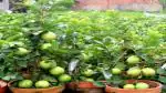 Platone Guava Plant Guava Plant ( Allahabad safeda Gauva Plant )