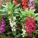 PARYAVARAAN Balsam Flower Seeds Dwarf Multicolour Double Mixed Flower Seed pack of 50 seeds