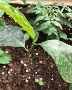 Cloud Farm Hybrid Jackfruit Plant - 200 mm 011111221133