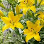 PARYAVARAAN Lilium Flower Bulbs Combo Pack (Yellow 10)