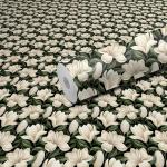 WallWear - Self Adhesive Wallpaper & Wall Sticker (Patel Flower) Extra Large (300x40cm) Wall Sticker for Home | Bedroom | Kids Room | Livingroom | Kitchen | Hall | Festivals Decoration (Pack of 1)