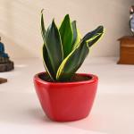 FlowerAura Air Purifying Live Indoor Sansevieria Plant In Red Ceramic Pot For Living Room, Balcony, Table Decor, Home/ Office Decor, Birthday Gift, Anniversary Gift, Diwali Gift & Occasions Gift