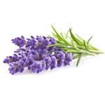 Plantogallery Lavender Plant (Purple) | Outdoor Decor| Lawn and Garden| Garden| | Home Accessory| Home Decors| Lawn Accessory| Garending Accessory| Lavender Plant|