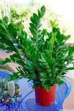 PARYAVARAAN Zamioculcus Zamiifolia plant Live Indoor Air Purifier Zamioculcus Zamiifolia Plant with Pot For Home Gardening