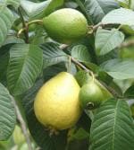Cloud Farm Hybrid and Air Layered Allahabad Safeda Guava Plant - 200 mm CF 1001321