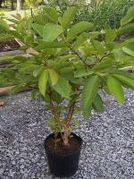 PLATONE Guava Plant (Hybrid, Pack Of 1)