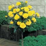 Cloud Farm Rare Grafted Dark