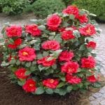 Online Plant Bazar Red Camellia Flower Live Plant-C03R